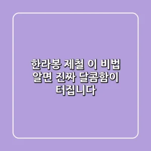 한라봉 제철, 이 비법 알면 ‘진짜’ 달콤함이 터집니다!